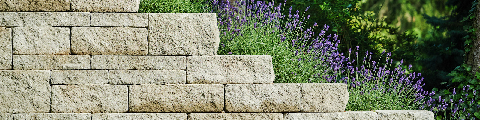 Steinmauer mit Lavendel